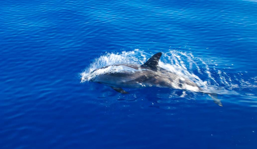 Playing-with-dolphins-00016