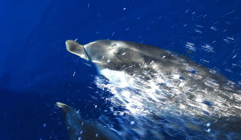 Playing-with-dolphins-0020