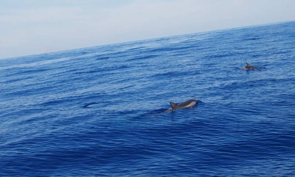 Playing-with-dolphins-0029