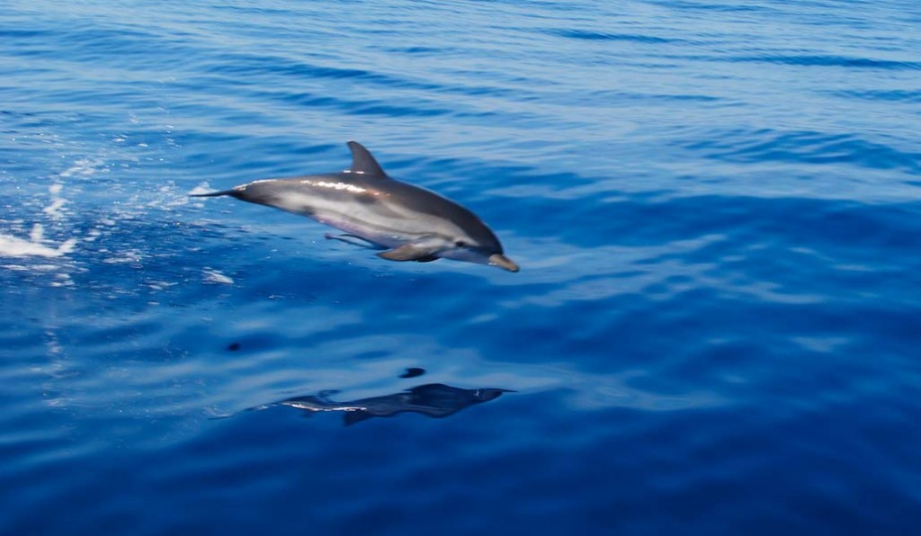 Dolphins flying out of the water.
