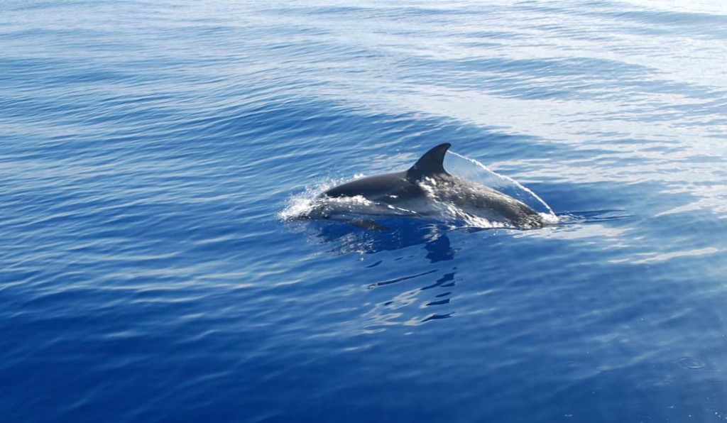 Playing-with-dolphins-0551