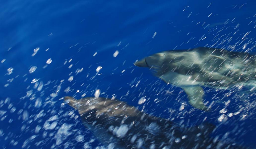 Playing-with-dolphins-0631