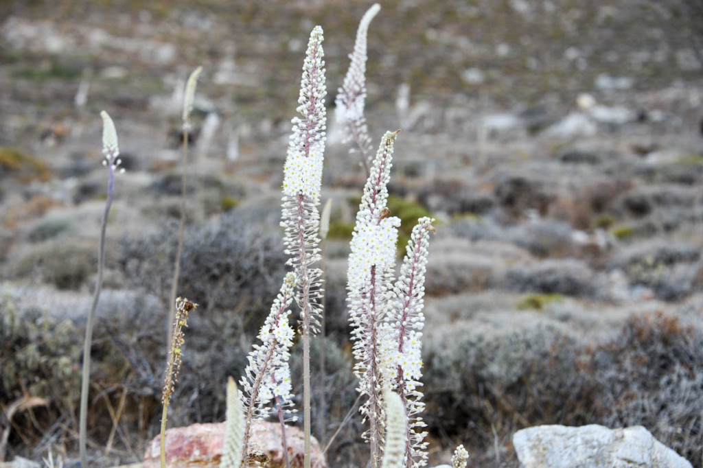 Greek Are Us et. al. 2016 (Day 8)_-47